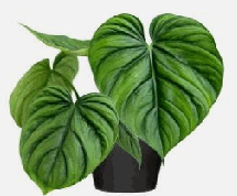 Philodendron Colombia Tissue Culture
