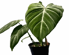 Philodendron Gloriosum Tissue Culture
