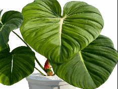 Philodendron Mcdowell Tissue Culture