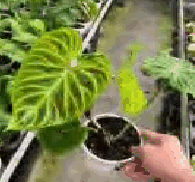 Philodendron Verrucosum (South America) Tissue Culture
