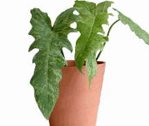 Philodendron Golddragon Tissue Culture