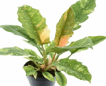 Philodendron Ring of Fire Tissue Culture
