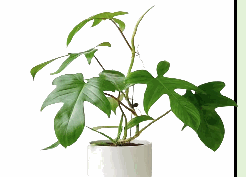Philodendron Florida Tissue Culture
