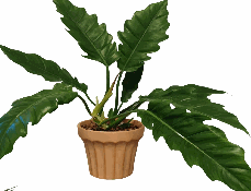 Philodendron Lacerum Tissue Culture