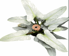 Philodendron Hastatum Tissue Culture
