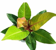 Philodendron Prince of Orange Tissue Culture