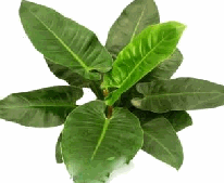 Philodendron Imperial Green Tissue Culture