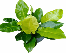 Philodendron Imperial Golden Tissue Culture