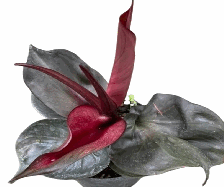 Philodendron Red Heart Tissue Culture