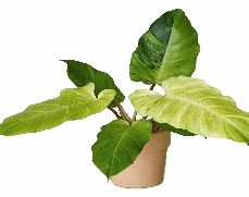 Philodendron Snowdrift Tissue Culture