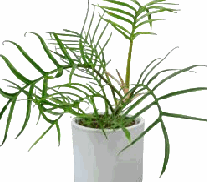 Philodendron Tortum Tissue Culture