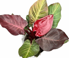 Philodendron Cherry Red Tissue Culture