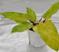 Philodendron Erubescens Painted Lady Tissue Culture