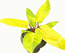 Philodendron Painted Lady Tissue Culture