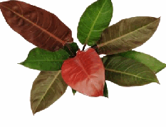 Philodendron Red Sun Tissue Culture