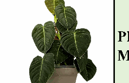 Philodendron Melanochrysum Tissue Culture