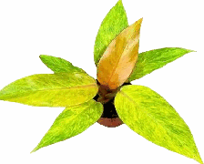 Philodendron Orange Marmalade Tissue Culture