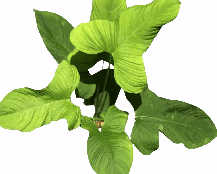 Philodendron Fibraecataphyllum Tissue Culture