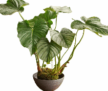 Philodendron Pastazanum Silver Tissue Culture