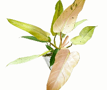 Philodendron Whipple Way Tissue Culture