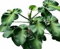 Philodendron Rugosun Aberrant Tissue Culture