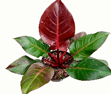 Philodendron McColley’s Finale Tissue Culture