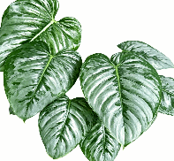 Philodendron Sodiroi Tissue Culture