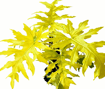 Philodendron Selloum Golden Tissue Culture