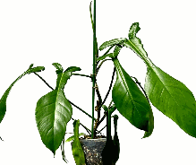 Philodendron Joepii Tissue Culture