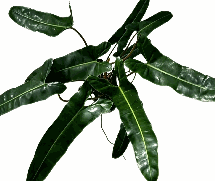 Philodendron Black Billietiae Tissue Culture