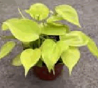 Philodendron Hederaceum Lemon Lime Tissue Culture