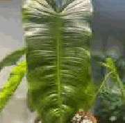 Philodendron Sharoniae Tissue Culture