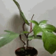 Philodendron Squamiferum Tissue Culture