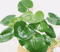 Philodendron Pittieri Tissue Culture
