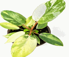 Philodendron White Moonlight Tissue Culture