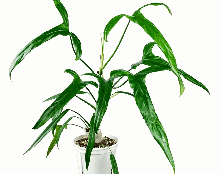 Philodendron Holtonianum Tissue Culture