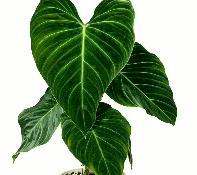 Philodendron Glorious Tissue Culture