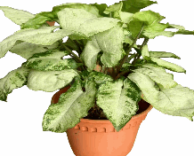 Syngonium Pixi Tissue Culture