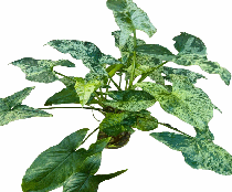Syngonium Mojito Tissue Culture