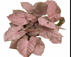 Syngonium Neon Robusta Tissue Culture