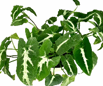Syngonium Wendlandi Tissue Culture