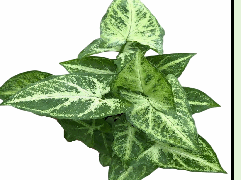 Syngonium Robusta Tissue Culture