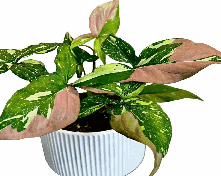 Syngonium Red Spot Tricolour Tissue Culture