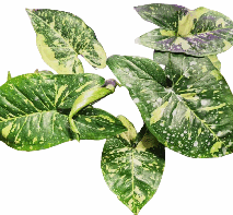 Syngonium Panda Tissue Culture