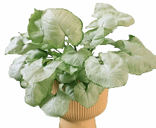 Syngonium White Butterfly Tissue Culture