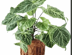 Syngonium Batik Tissue Culture