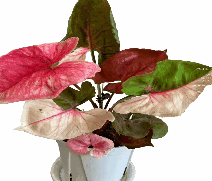 Syngonium strawberry ice /Christmas Tissue Culture