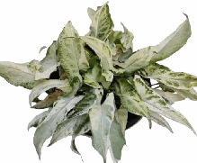 Syngonium Starlite Tissue Culture