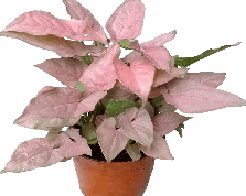 Syngonium Pink Arrow Tissue Culture