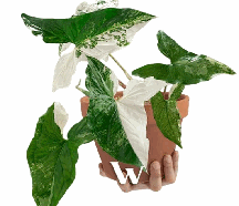 Syngonium Podophyllum Albo Tissue Culture